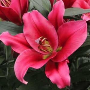 Лілія ОТ Strong Love (22|24) Лілія ОТ Strong Love (22|24)