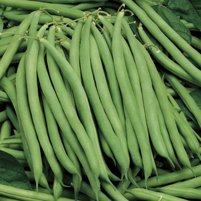Квасоля спаржева Серенгеті, 20 шт Квасоля спаржева Серенгеті, 20 шт