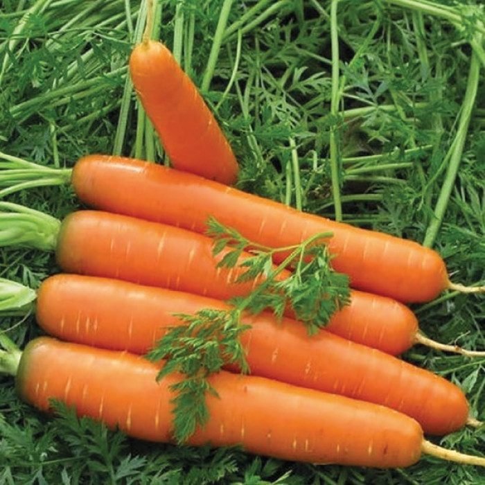 Морква Джерада F1, 2г Морква Джерада F1, 2г