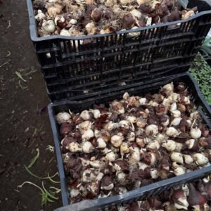 Цибулини після вигонки, ящик Цибулини після вигонки, ящик