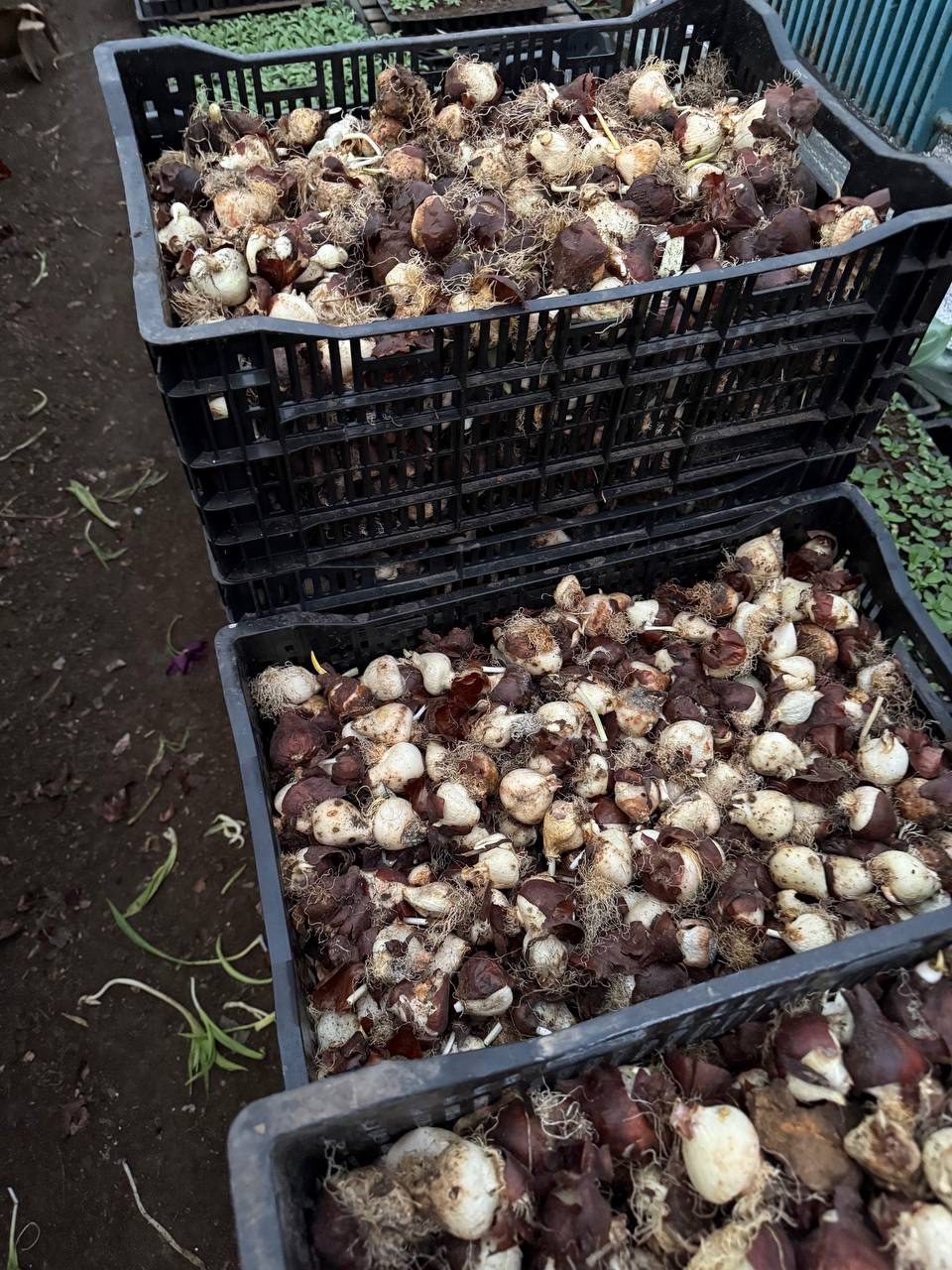 Цибулини після вигонки, ящик Цибулини після вигонки, ящик