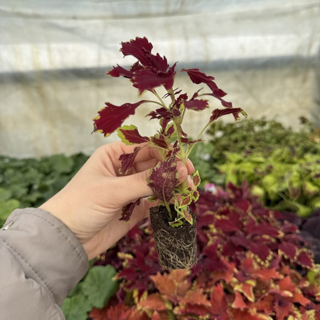 Колеус (живець) Royal Cherry Brandy