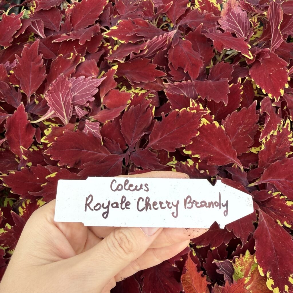 Колеус (живець) Royal Cherry Brandy