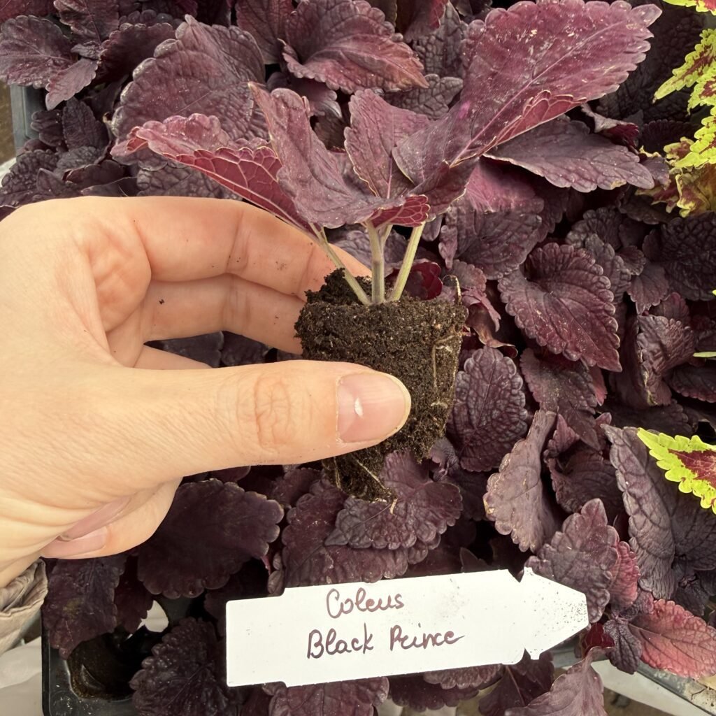 Колеус (живець) Black Prince