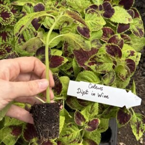 Колеус (живець) Dipt in Wine Колеус (живець) Dipt in Wine