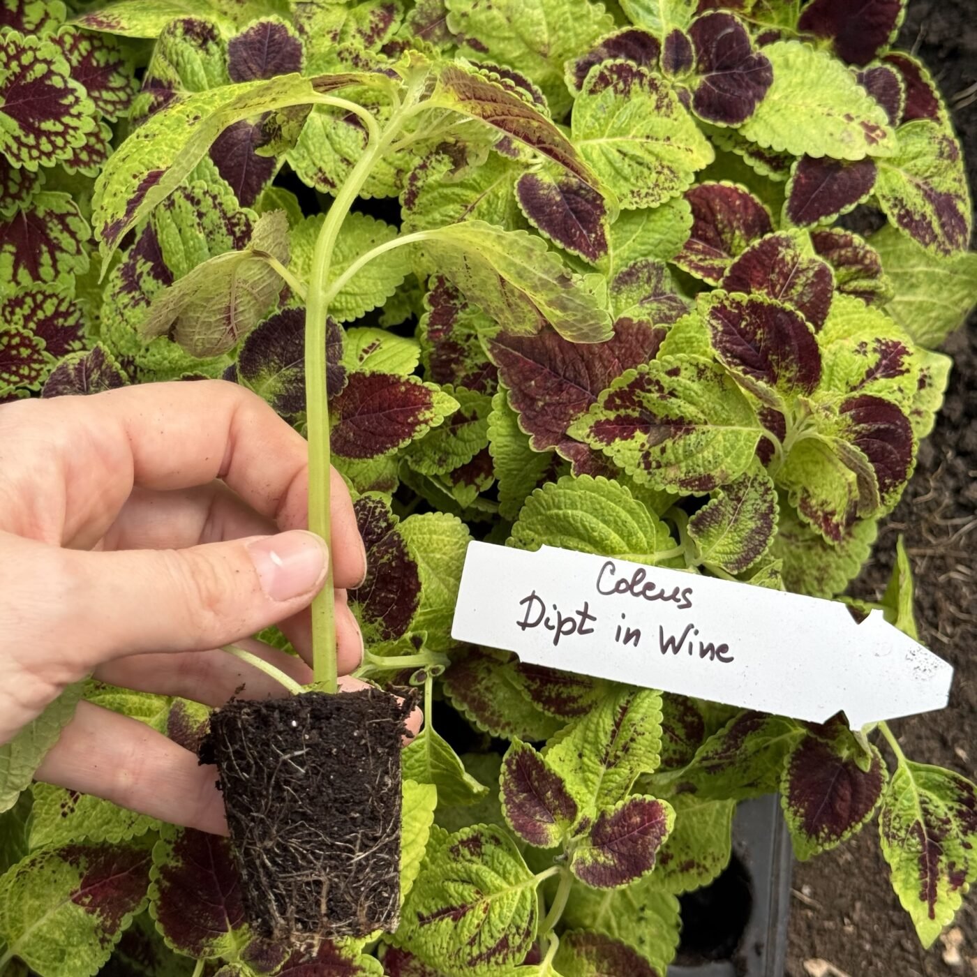 Колеус (живець) Dipt in Wine Колеус (живець) Dipt in Wine