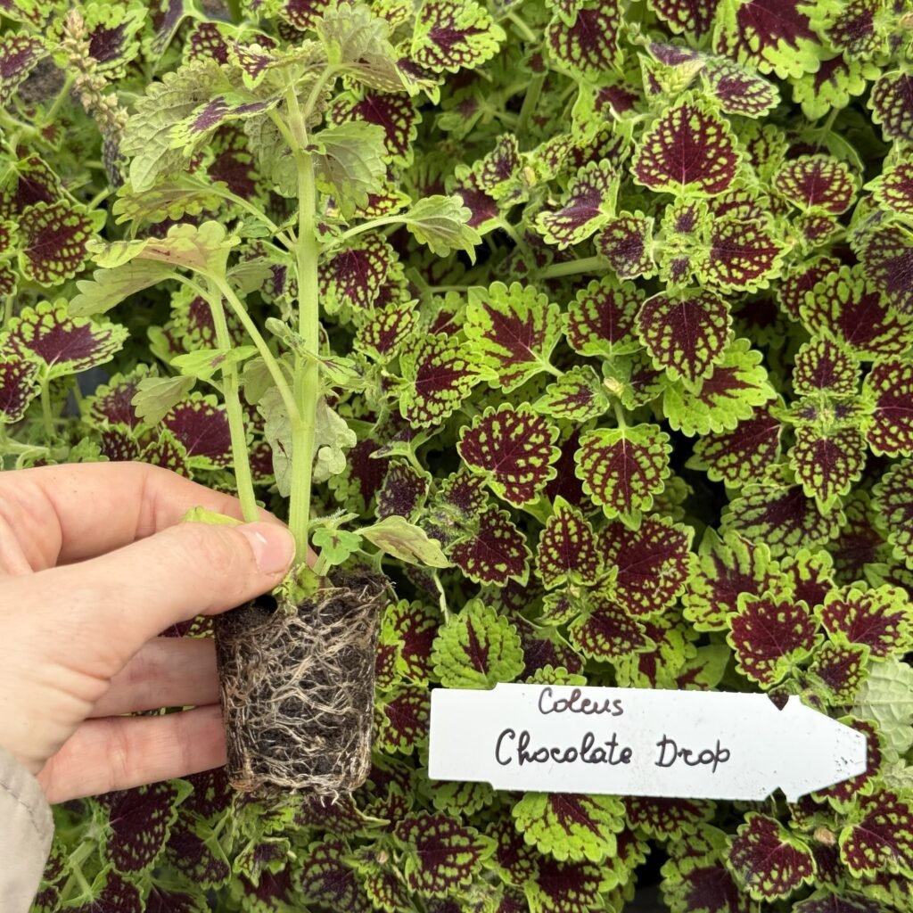 Колеус (живець) Chocolate Drop