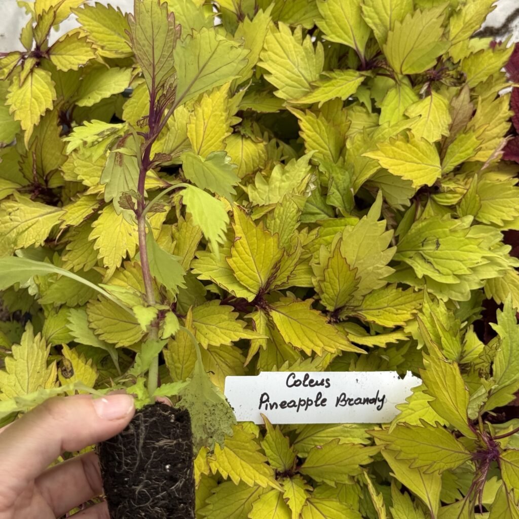 Колеус (живець) Pineapple Brandi