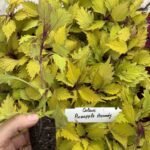 Колеус (живець) Pineapple Brandi