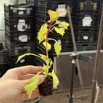 Колеус (живець) Pineapple Brandi