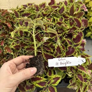 Колеус (живець) El Brighoto Колеус (живець) El Brighoto