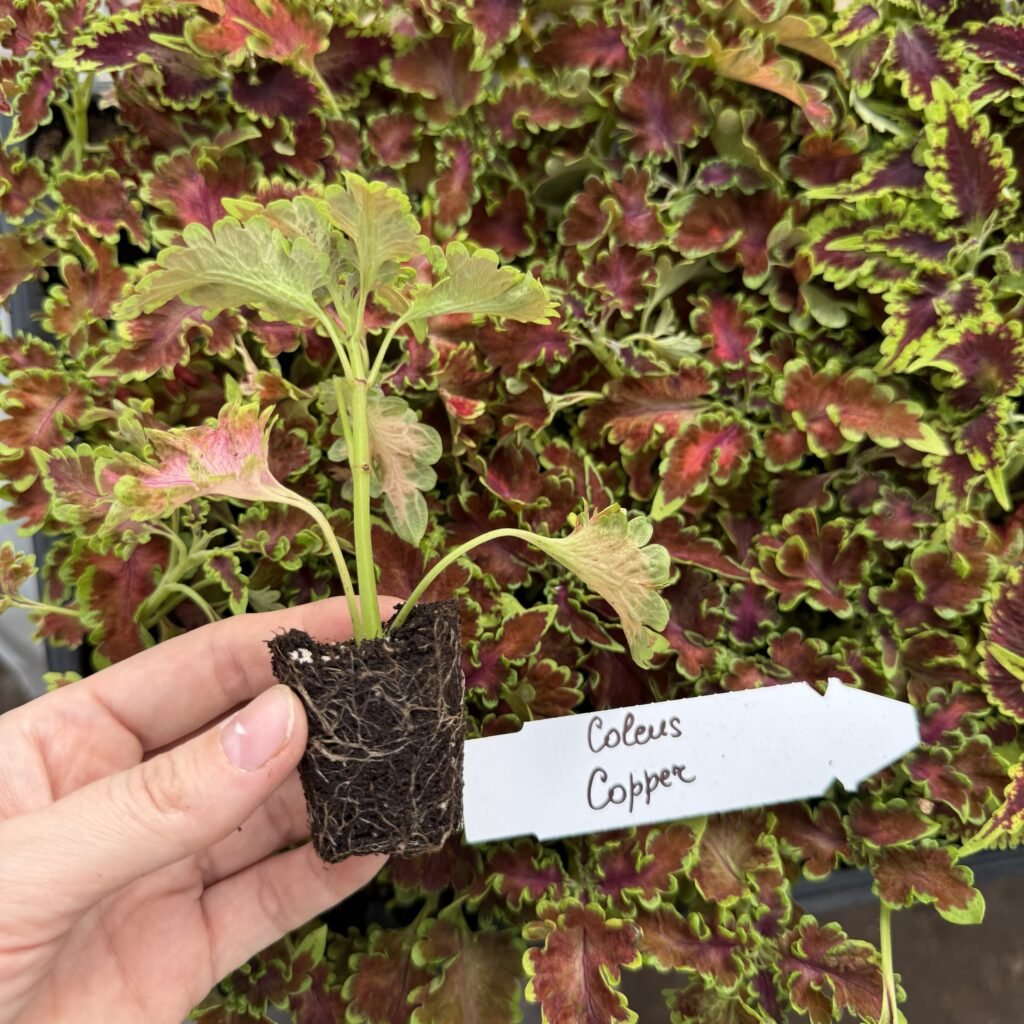 Колеус (живець) Copper