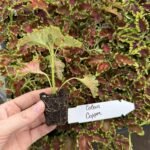 Колеус (живець) Copper