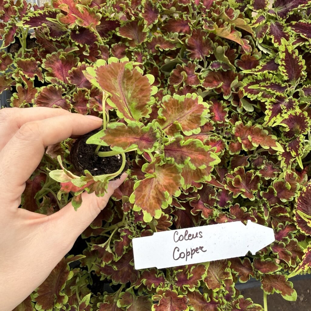 Колеус (живець) Copper