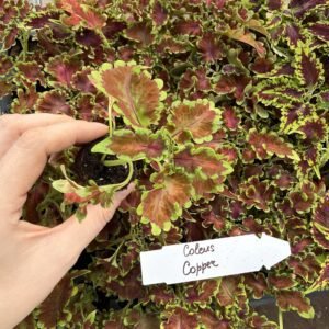 Колеус (живець) Copper