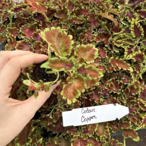 Колеус (живець) Copper