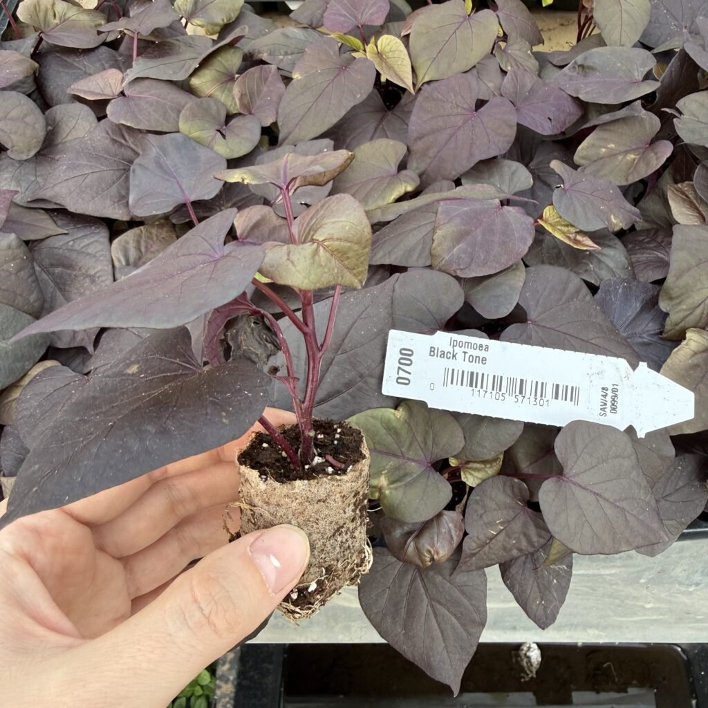 Іпомея (живець) Black Tone