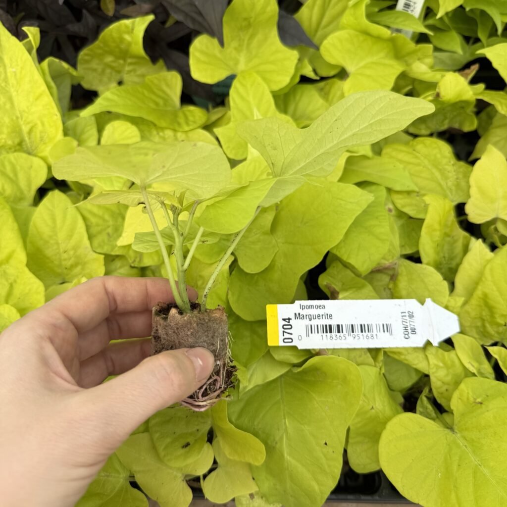 Іпомея (живець) Marquerite