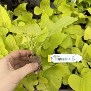 Іпомея (живець) Marquerite