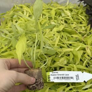 Іпомея (живець) Emerald Lace Іпомея (живець) Emerald Lace