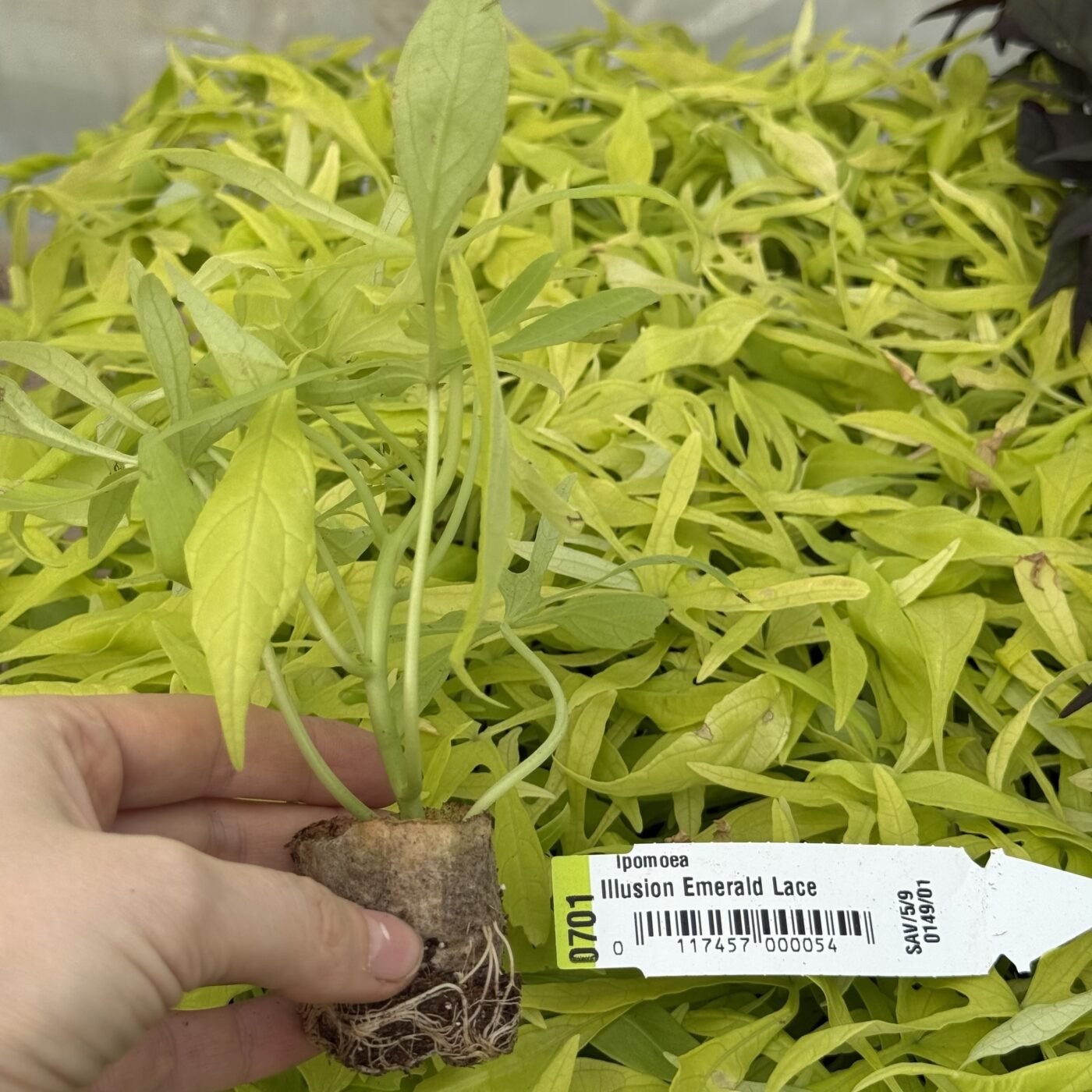 Іпомея (живець) Emerald Lace Іпомея (живець) Emerald Lace