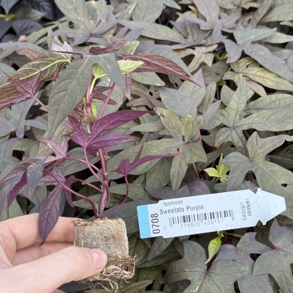 Іпомея (живець) Sweetato Purple