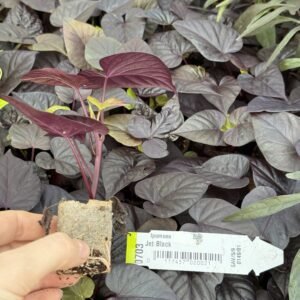 Іпомея (живець) Jet Black Іпомея (живець) Jet Black