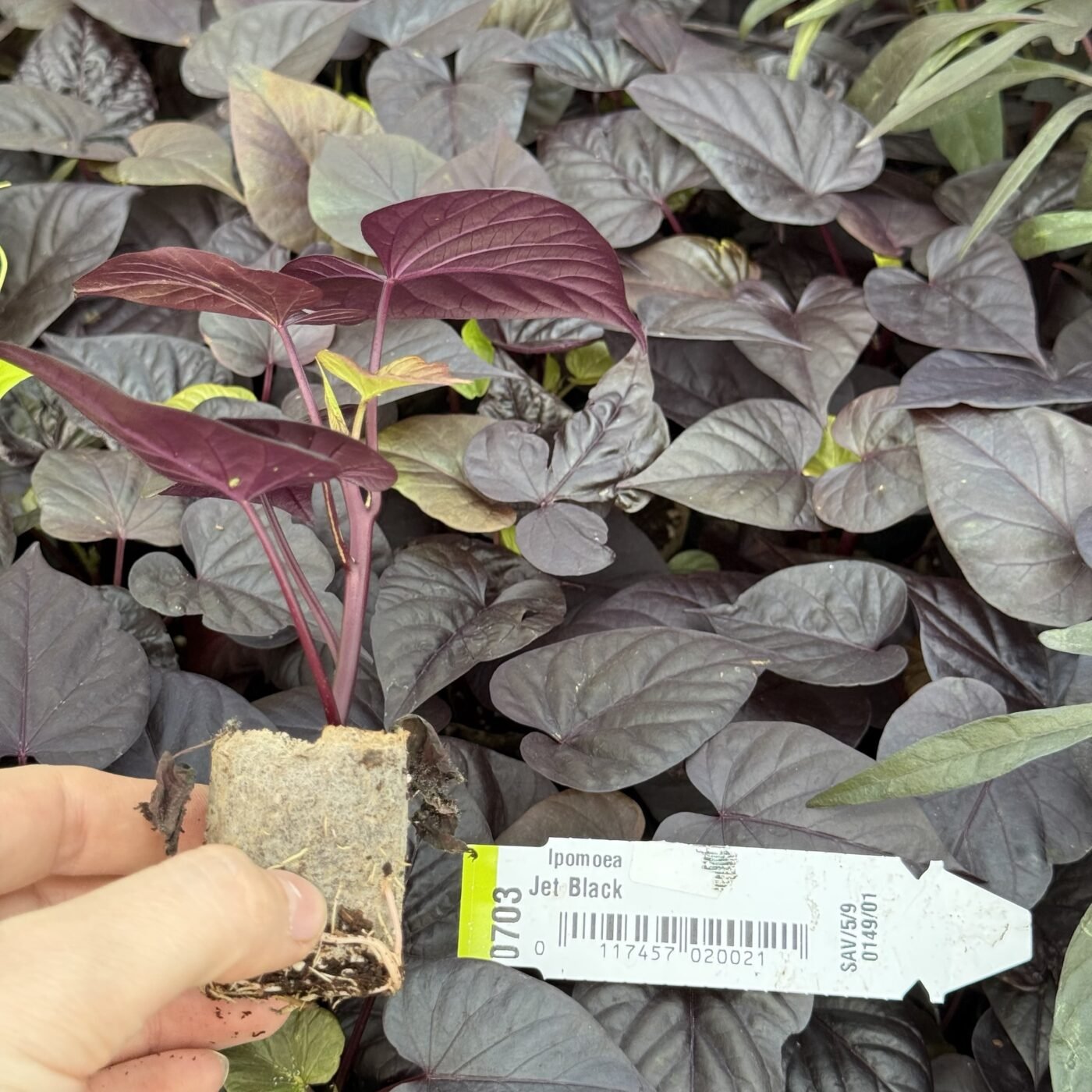 Іпомея (живець) Jet Black Іпомея (живець) Jet Black