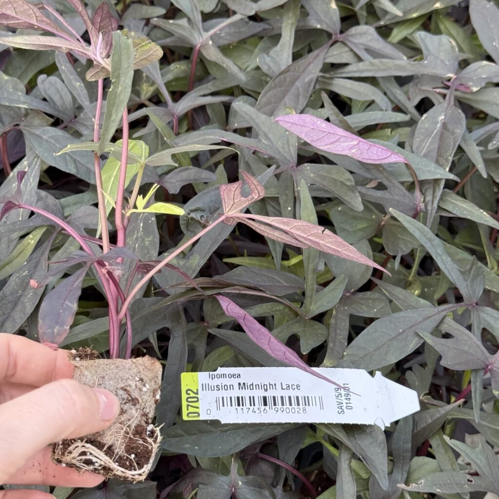 Іпомея (живець) Midnight Lace