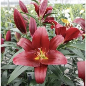 Лілія ОТ Altesino (20/22) Лілія ОТ Altesino (20/22)