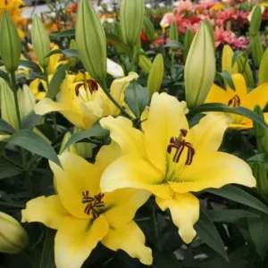 Лілія ОТ Bolt (20/22)