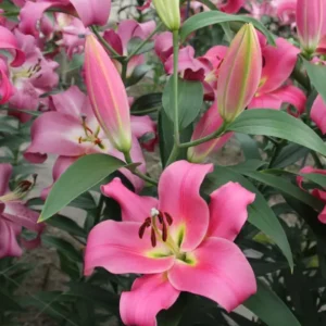 Лілія ОТ Megnum (20|22)