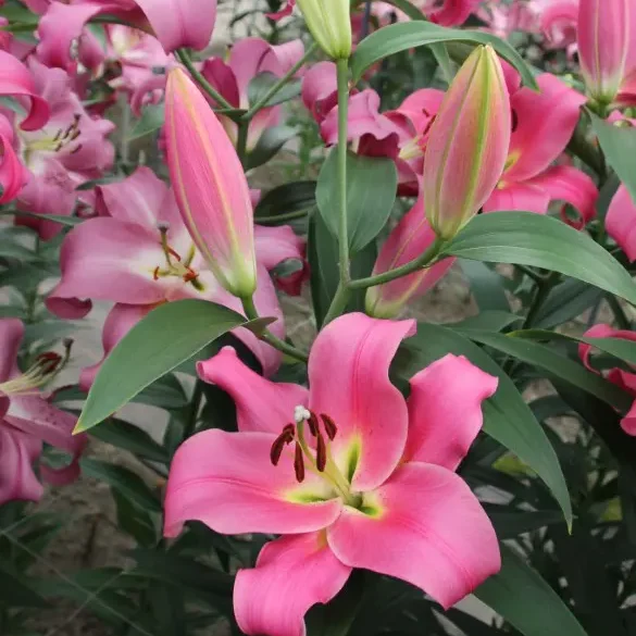 Лілія ОТ Megnum (20|22)