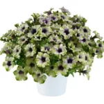 Петунія GO.Tunia Amazonas Plum Cockatoo