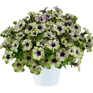 Петунія GO.Tunia Amazonas Plum Cockatoo