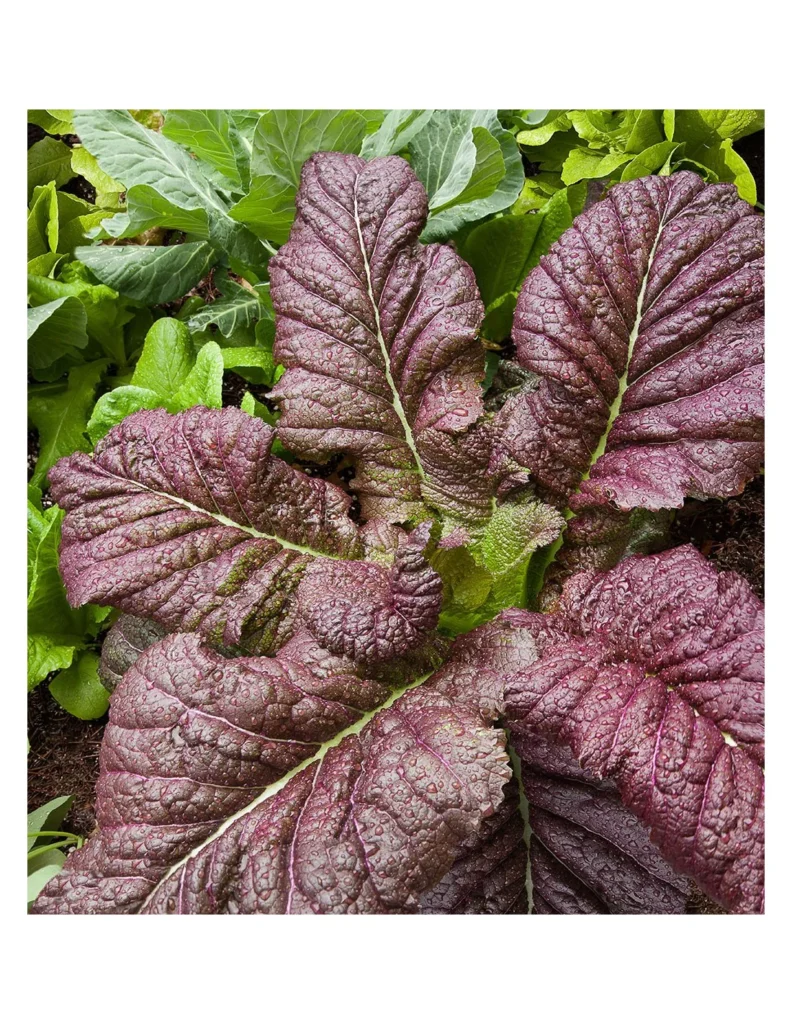 Салат Ред Мустард, 1г