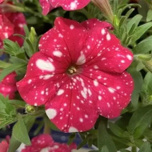 Петунія Sweetunia Sparking red