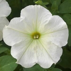 Петунія Тrilogy white