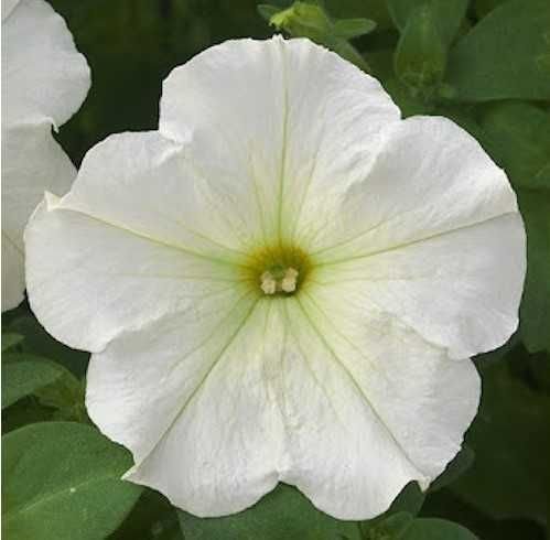 Петунія Тrilogy white