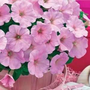 Петунія Trilogy Pink Lips