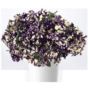 Петунія Violet Vouge