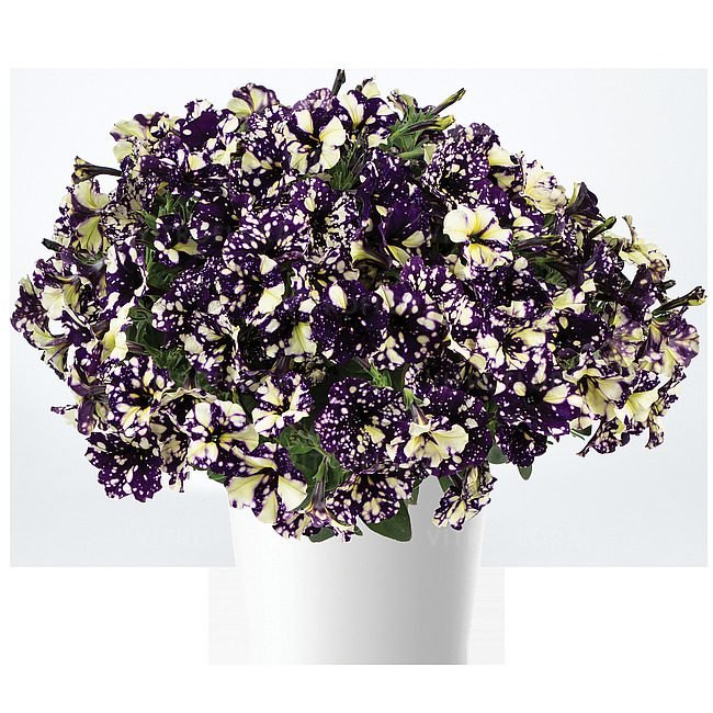 Петунія Violet Vouge