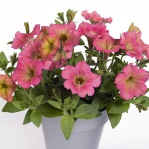 Петунія Prettytoonia Apricot