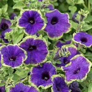 Петунія  Pizzazz Indigo