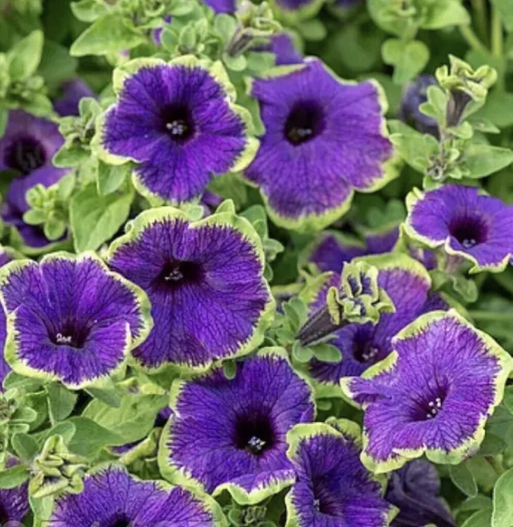 Петунія  Pizzazz Indigo