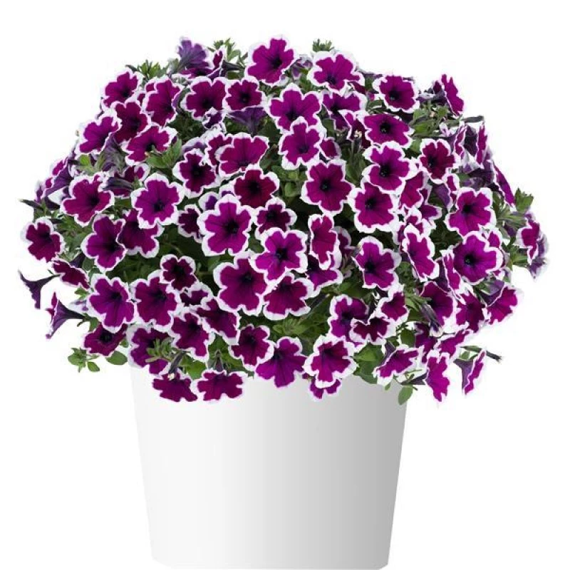 Петунія Capella Rim Raspberry