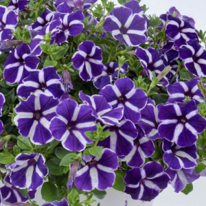 Петунія Cascadias Purple Gem