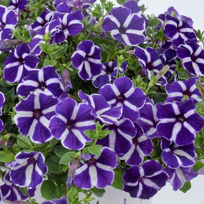 Петунія Cascadias Purple Gem