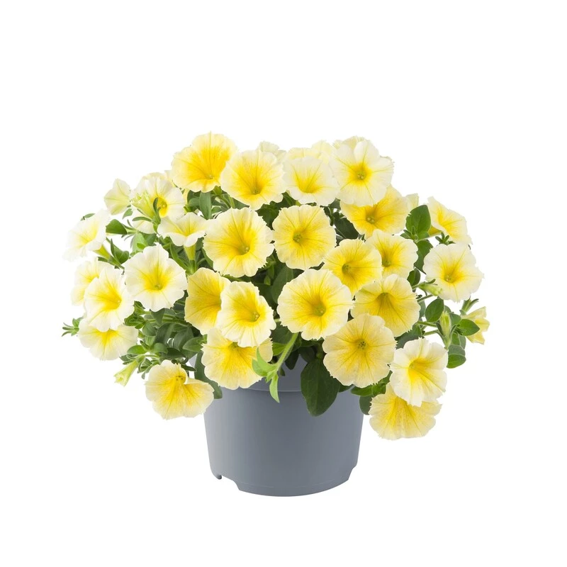 Петунія GO Tunia Bee`s Knees Yellow