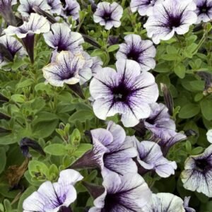 Петунія Vivini Violet